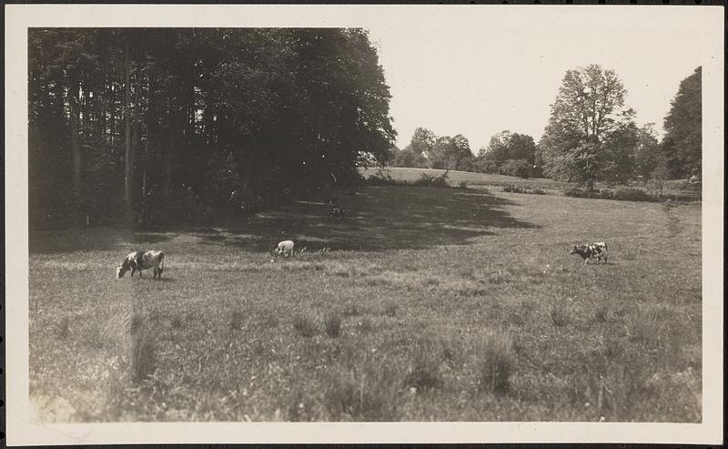 Cows in a field