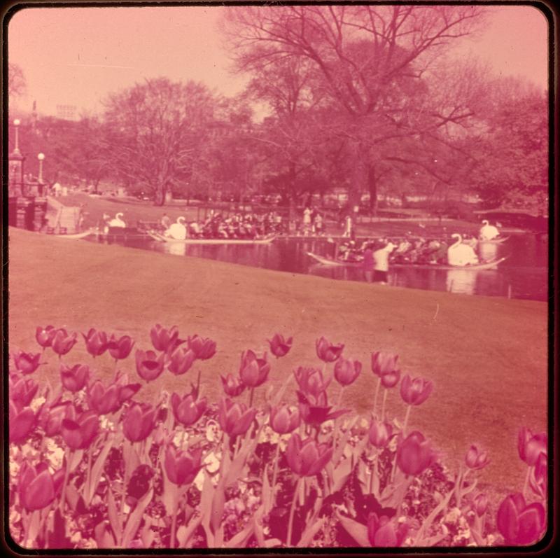 Swan boats, Public Gardens Boston Mass.