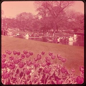 Swan boats, Public Gardens Boston Mass.