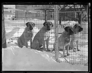 Four dogs on snow behind a fence