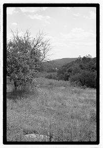 Trees and bushes
