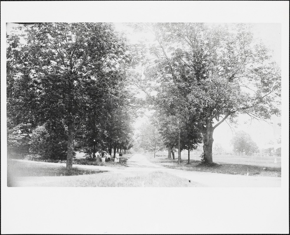 Great Plain Avenue and Webster Street