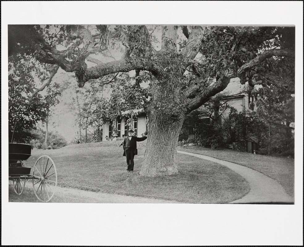 C.C. Greenwood, Town Clerk of Needham, with the Greenwood Oak in front of his home