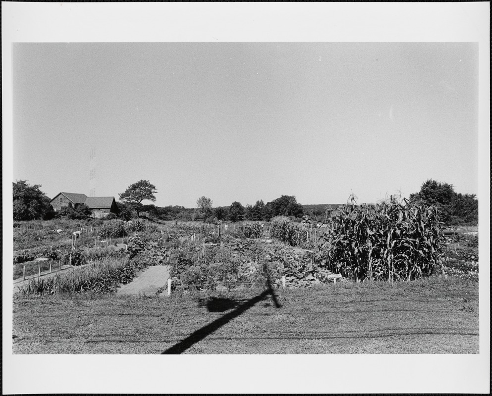 Retired Men's Club garden