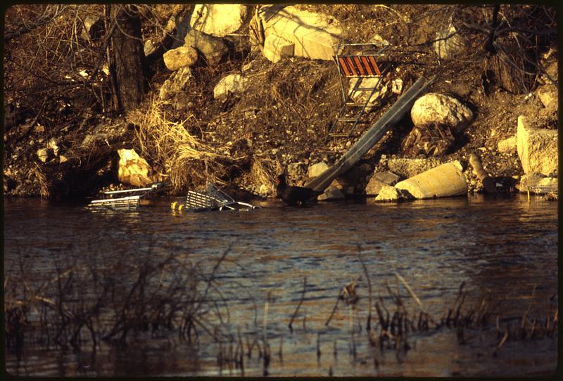 Mallard ducks and other birds make home in debris in Charles River, Waltham-from Farwell St. Bridge area