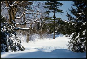 Trees in deep snow, Arnold Arboretum