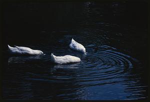 Three white birds in water with their heads submerged