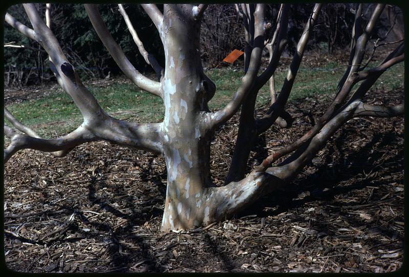 Tree without any leaves