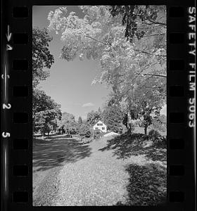 Foliage Maudslay