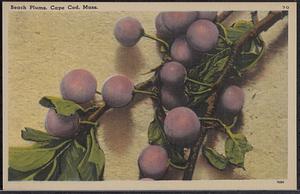 Beach plums, Cape Cod, Mass.