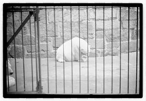 Bears at zoo