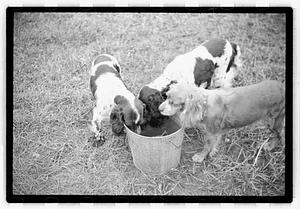 Idahurst Kennels