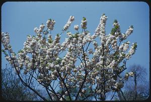 Flowers, Boston, Public Garden