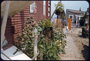 Hanging flowers, Provincetown