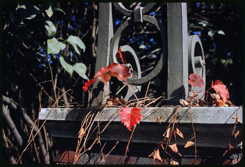 Red and green leaves twining through fence or gate with ornaments