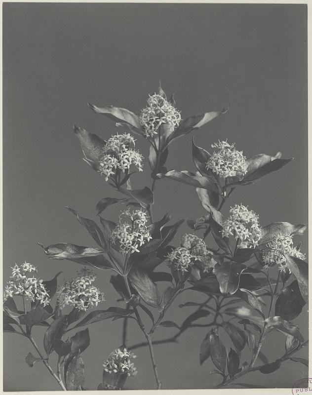 46. Cornus paniculata, panicled dogwood