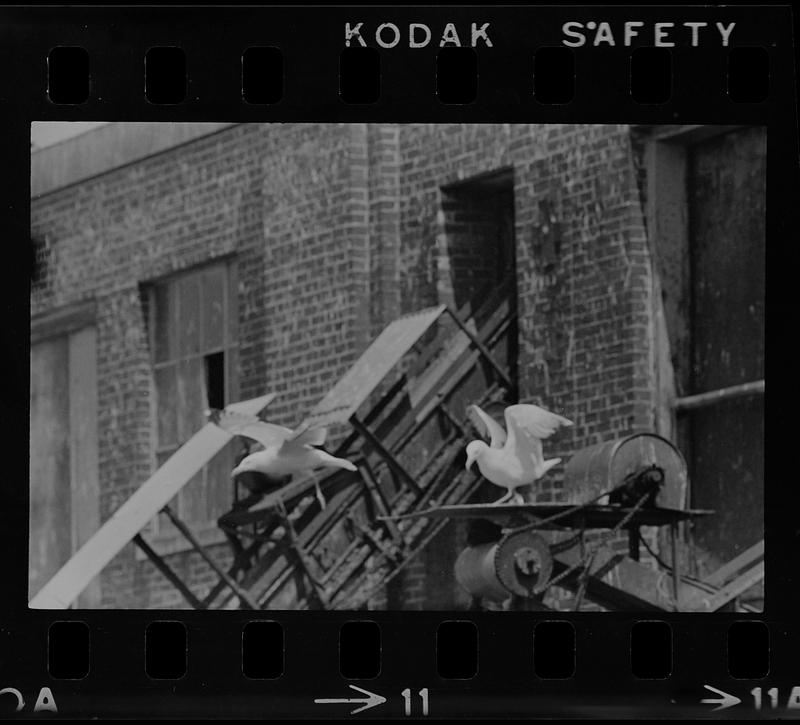 Seagulls on machinery