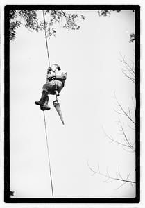 Tree maintenance, Boston Common