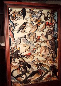Taxidermied birds in display case