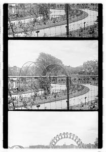 Rose garden, Boston