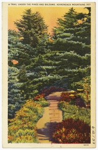 A trail under the pines and balsams, Adirondack Mountains