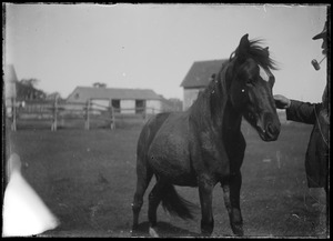 Man w/ corncob pipe holding bridle of horse. Barn, workshop, house