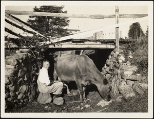 Hilding Hord (1885-1964) milking a Jersey cow under the Lawrence Bridge, an ancient cow passage under Race Lane