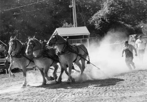Horse-pull contest at the County Fair