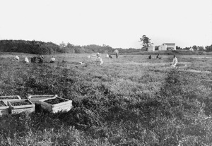 Jedidiah Jones's bog, showing boxes of cranberries stacked at the side