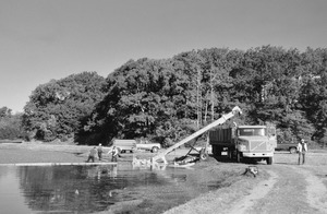 Cranberries are lifted on a conveyor belt to the top, where they are sprayed with water to remove the vines and debris, which can be seen below in piles of trash. As the truck fills with berries, it moves forward to even out the load. The loaded trucks cross the canal to deliver the load to a receiving center