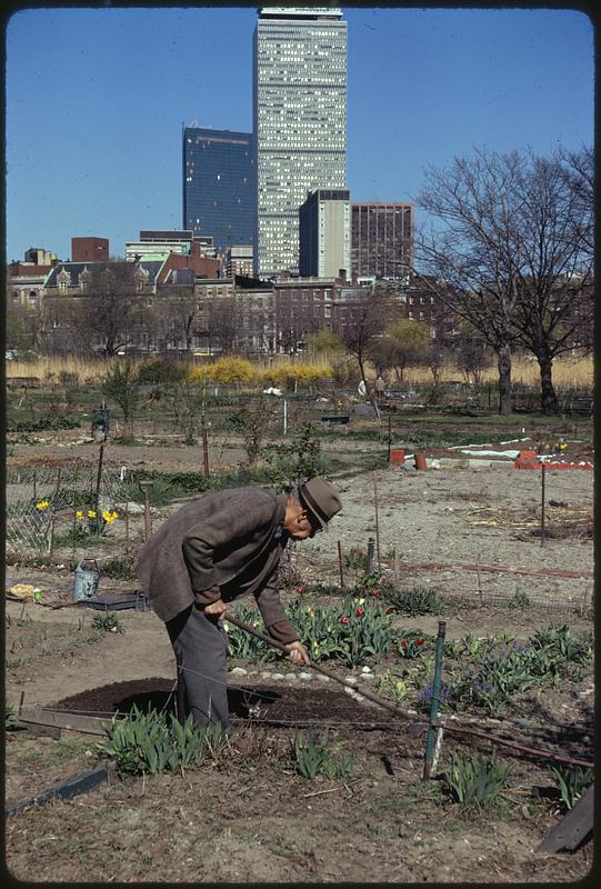 Personal gardens in Fenway