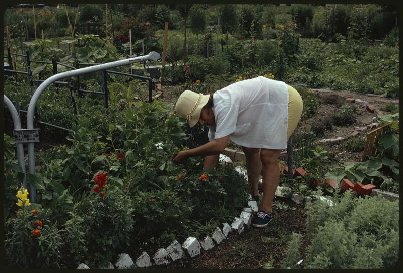 Personal gardens in Fenway