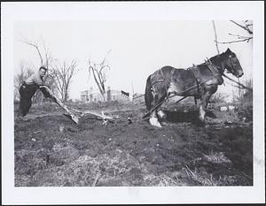 Tom Hughes plowing fields on Hayden Rowe, 1942