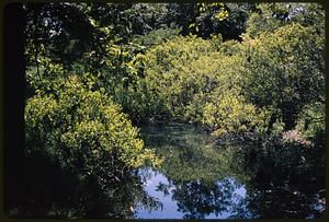 Dense vegetation around pond or river