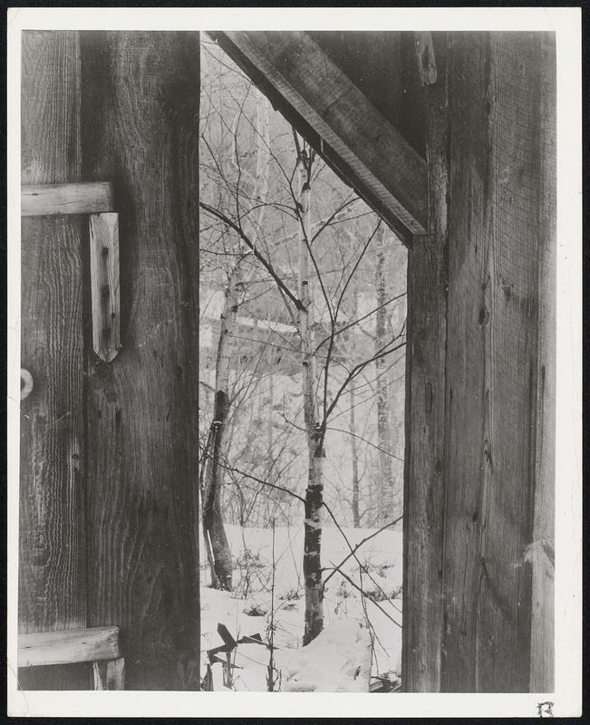 Winter’s White Magic shows to excellent advantage through this woodshed door, which here looks like a crude picture frame.