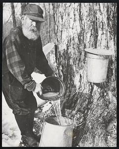 Sap on Tap in the Sugar Bush -- It's maple syrup time again in Vermont. The harvest is a little skimpier than usual but just as sweet. Bearded farmer shows how sap is collected from maple grove or "sugar bush."