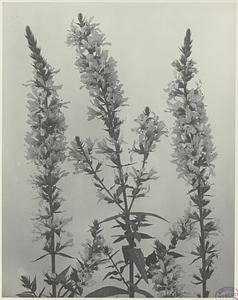 208. Lythrum salicaria, spiked or purple loosestrife