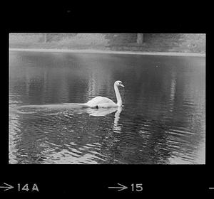 Swan at Bartlett Mall