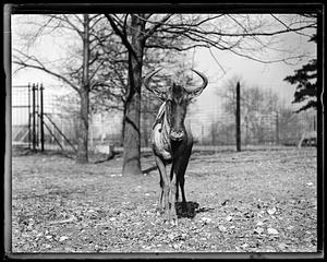 Gnu, horned horse, Franklin Park Zoo