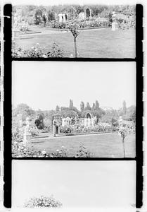 Rose garden, Boston