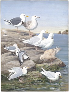 Panel 5: Great Black-backed Gull, Glaucous Gull, Kittiwake, Kumlien's Gull, Iceland Gull