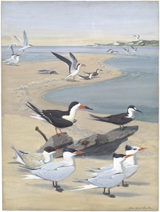 Panel 7: Black Skimmer, Sooty Tern, Caspian Tern, Royal Tern