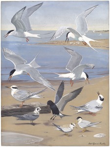 Panel 8: Artic Tern, Roseate Tern, Forster's Tern, Common Tern, Black Tern, Least Tern