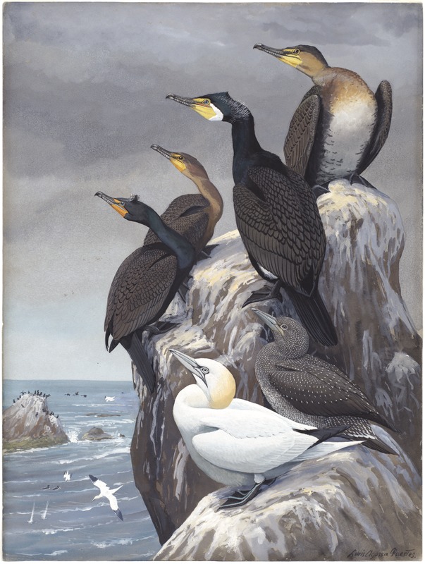 Panel 10: Cormorant, Double-crested Cormorant, Gannet