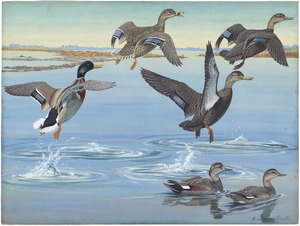 Panel 12: Mallard, Black Duck, Red-legged Black Duck, Gadwall
