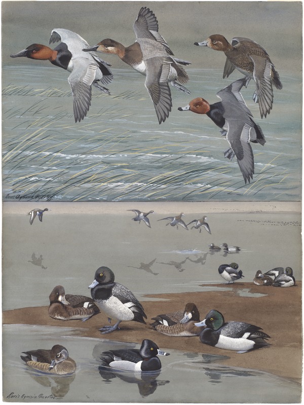 Panel 15: Canvas-back, Redhead, Lesser Scaup Duck, Scaup Duck, Red-necked Duck