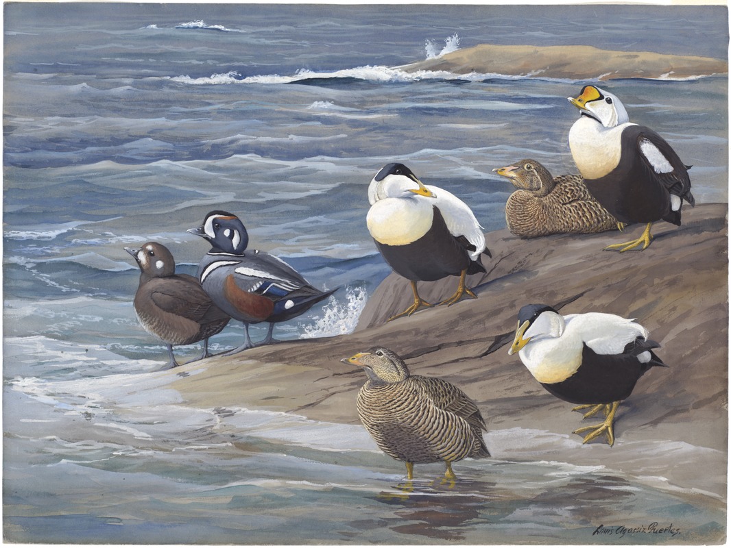 Panel 17: King Eider, Northern Eider, Harlequin Duck, Eider