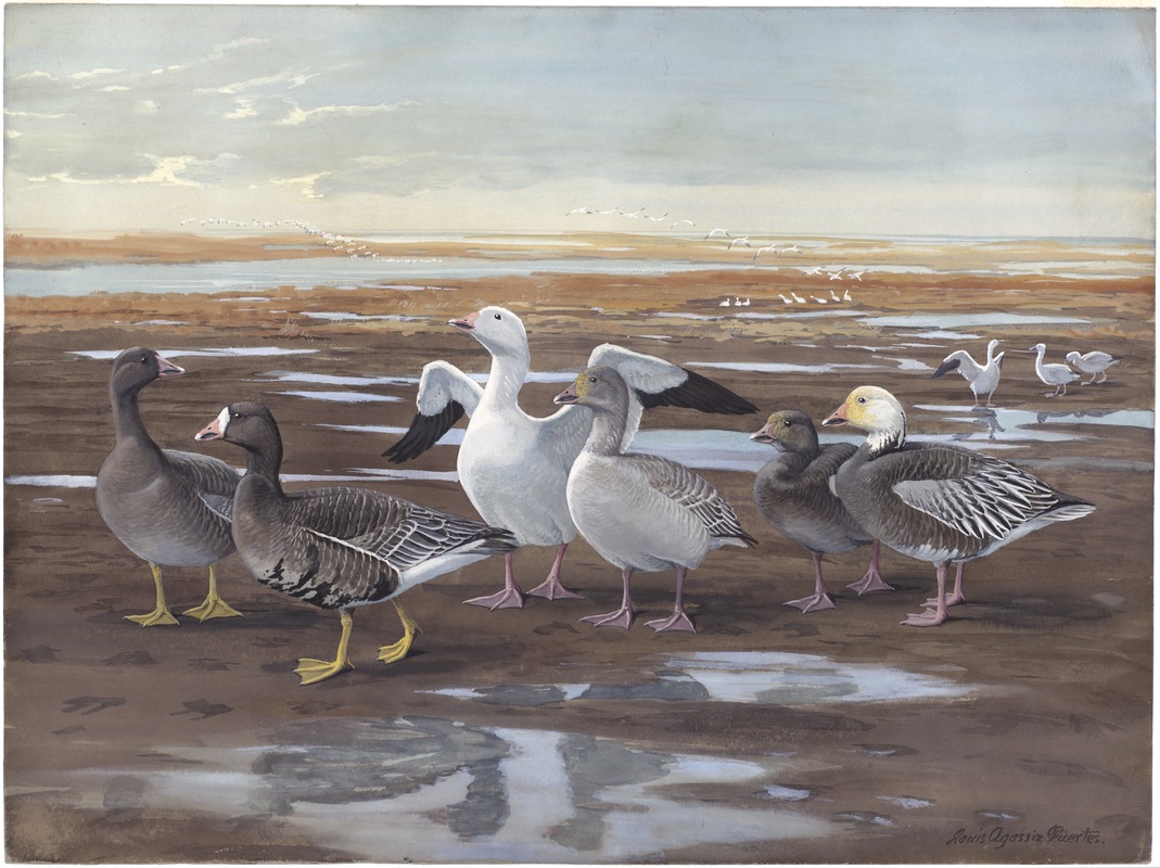 Panel 19: White-fronted Goose, Greater Snow Goose, Blue Goose