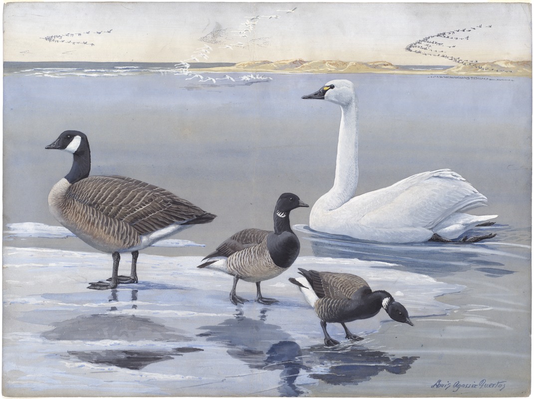 Panel 20: Whistling Swan, Canada Goose, Brant, Black Brant