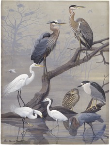 Panel 22: Great Blue Heron, American Egret, Black-crowned Night Heron, Snowy Egret, Little Blue Heron